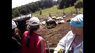 КАРПАТЫ. ДОЙКА ОВЕЦ.