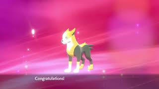 pokemon shield evolving yamper into boltund