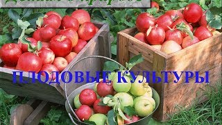 Растения которые растут в саду ❦ Рассказы о ягодах и фруктах для детей