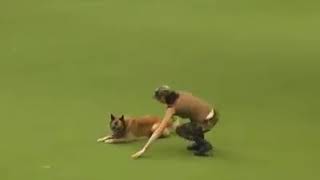 Ein Schäferhund ist richtig gut dressiert,und hört auf jedes Wort ?