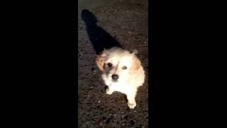 El patiperro