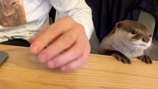 仕事してる飼い主を隣の席で待ち続けるカワウソがかわいかった otter that kept waiting next to his owner who was working was adorable