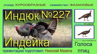 Индейка. Индюк. Голоса птиц