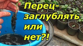 Сладкий перец - можно ли его заглублять при пикировке?