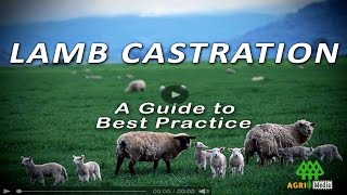 LAMB CASTRATION - A Guide to Best Practice