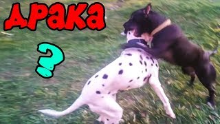 фаина питбуль!! питбуль против далматина)))