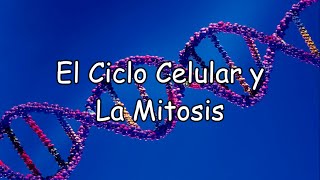 El Ciclo Celular y La Mitosis