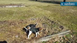 Training coon dog pups part 1