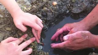【ちょい注意！】謎のエロ生物に遭遇そして捕獲完了！！　UMA UFO