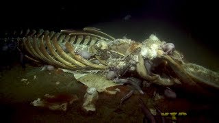 Spookiest Deep Sea Sights of the 2019 Nautilus Expedition | Nautilus Live