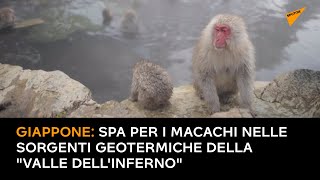Giappone: SPA per i macachi nelle sorgenti geotermiche della "Valle dell'Inferno"