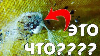 ХИК. ДОРОГИЕ ОБЪЕКТИВЫ для СМАРТФОНА! Можно ли снимать ЛУЧШЕ?