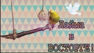 Новая игрушка для попугая. Лайма в восторге!