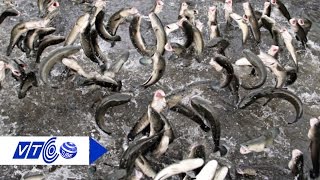 Nông dân huấn luyện cá lóc nhảy múa trên nước | VTC