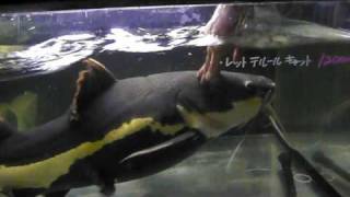 レッドテールキャット　Red Tailed Catfish（ノーザンみしま）