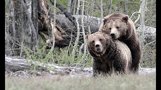 Wildlife Photography-Best grizzly bear mating/Grizzly 399-Jackson Hole/Grand Teton Park/Yellowstone