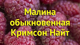 Малина обыкновенная. Краткий обзор, описание характеристик rubus daes Кримсон Найт