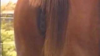 Receptive mare
