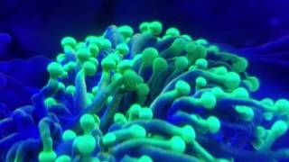 Coral Pooping