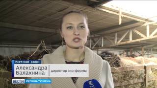 Туристы увидят уникальных овец на эко-ферме в Тюменской области