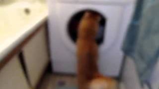 Кот помогает стирать