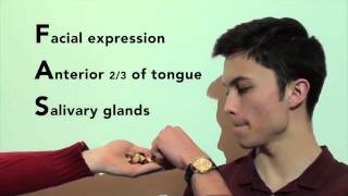 The Facial Nerve