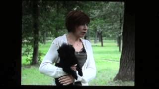 Affenpinscher. Kennel Pollysilk.