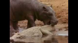 Hippo Vs Crocodile at the water hole Killing Frenzy
