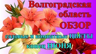 ЦВЕТЫ моего сада 30.06.19 / ОБЗОР /  Лилии гиганты / Огород с Мариной Гусаковой