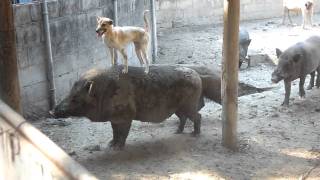 Pig riding dog