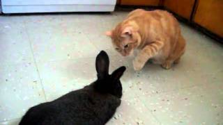 Cat meeting a bunny
