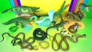 Learn Wild Animals Names ? Crocodiles, Alligator ? Kids Toys - Snakes Serpiente serpente jibóia