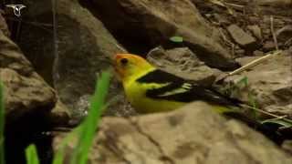 Western Tanager
