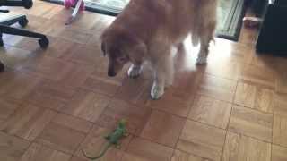 KOPI HATES LIZARDS!