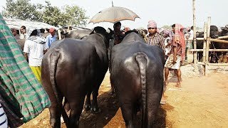 656। Super Quality Murrah buffalo। মহিষের দাম দাম দেখুন