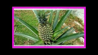 Comment faire pousser un ananas