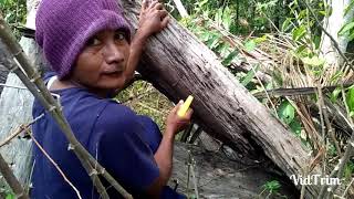 Mencari lebah madu di hutan