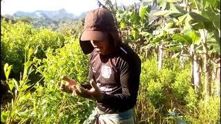 Cosechando Coca