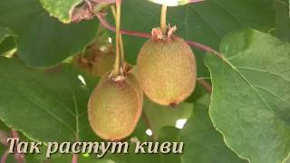ТАК РАСТУТ КИВИ