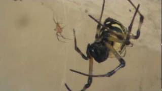 LUTA DE VIDA OU MORTE FORMIGA X ARANHA.