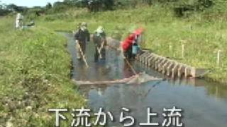 022 電気ショッカーで魚を捕獲