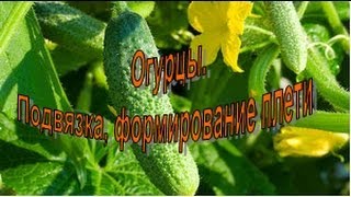 ОГУРЦЫ. Подвязка, формирование огуречной плети