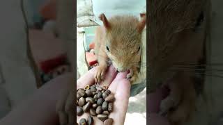 Покормил Толстую / Fed the Tolstaya