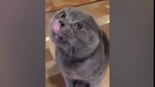 Кот зовущий какую то неведомую Галю / Speaking cat