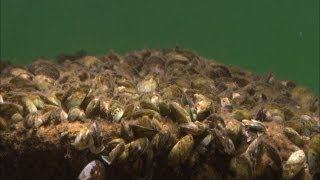 Minnesota Waters At Risk - Aquatic Invasive Species
