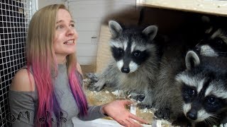 У нас крошки еноты! Знакомство.