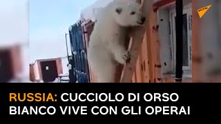 Russia: cucciolo di orso bianco vive con gli operai
