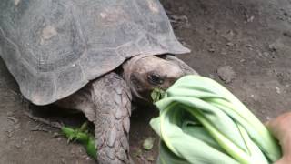 Asian forest tortoise (Manouria emys) feed