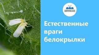 Естественные враги белокрылки