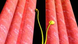 Neuromuscular Junction (Sinir -Kas Kavşağı)